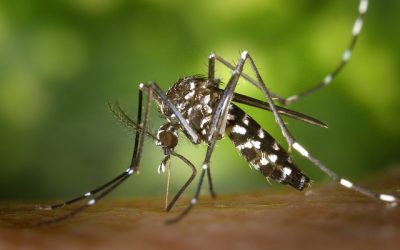 Journée contre la dengue
