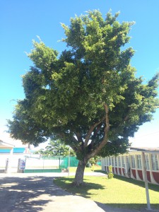 Arbre de l'intendance