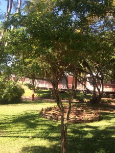 Bois de chenille (3)