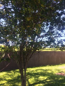 Bois de gaulette (2)