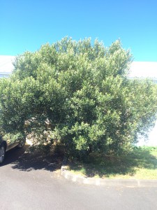 Bois d'olive blanc (1)