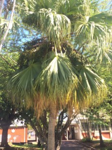 Latanier de chine (1)