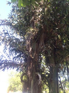 Palmiste queu de poisson