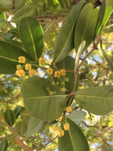 Takamaka malgache (3)