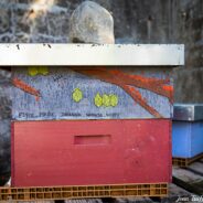 Les ruches du collège