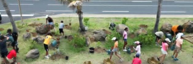 Revégétalisation de la plage de Saint-Leu par les élèves de la 503