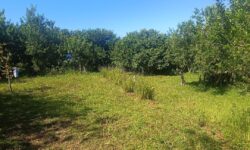 Terrain engazoné avec arbres en arrière plan