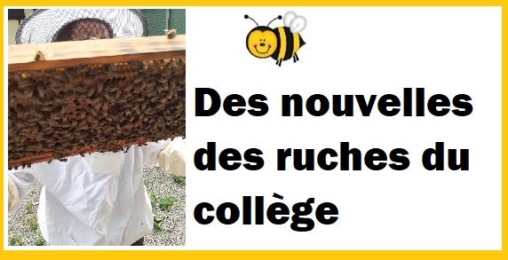 Des nouvelles de nos ruches…