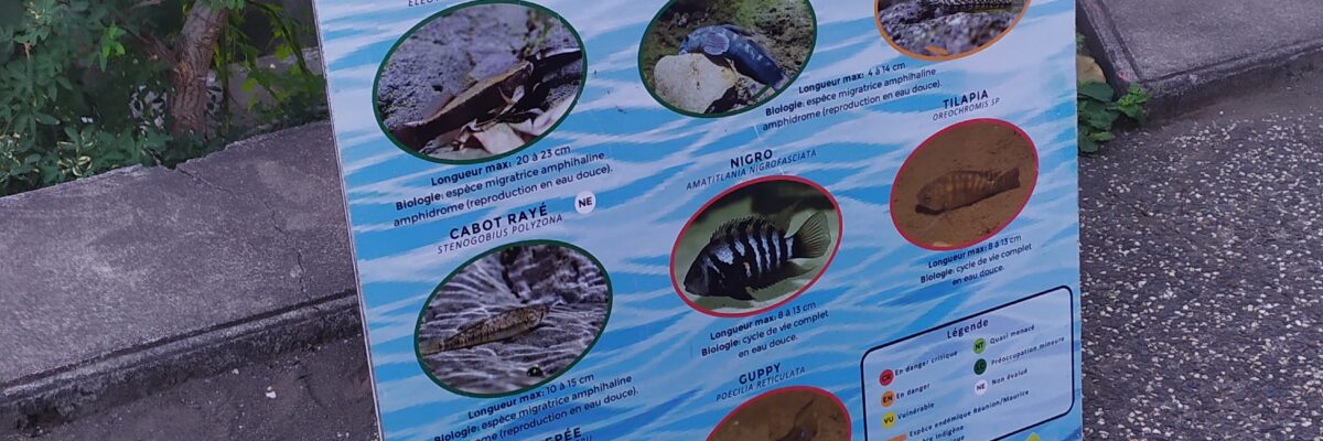 Sortie à la Rivière Saint-Denis avec l’atelier EDD