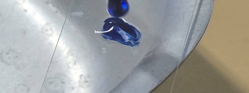 Les travaux pratiques en SVT: réaliser une préparation microscopique pour observer des cellules.