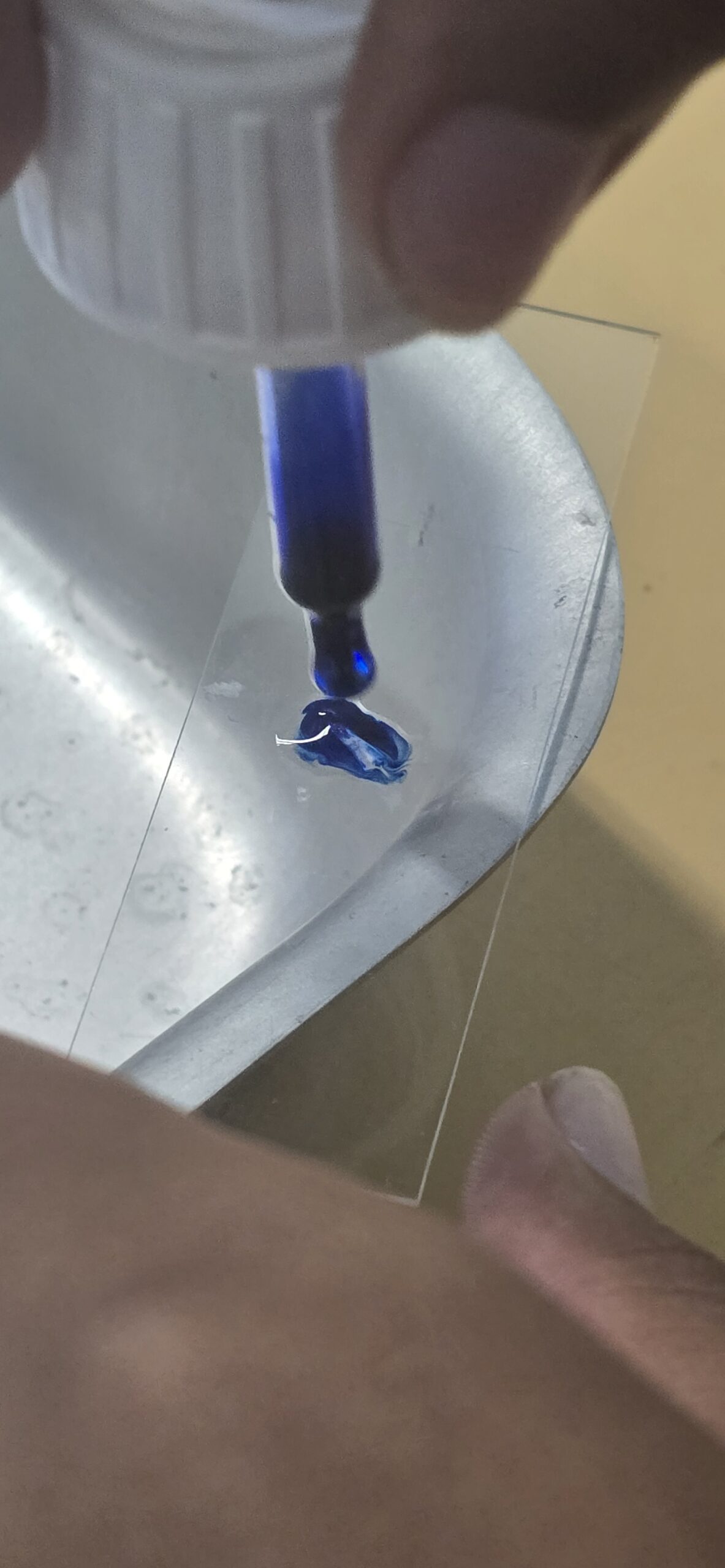 Les travaux pratiques en SVT: réaliser une préparation microscopique pour observer des cellules.