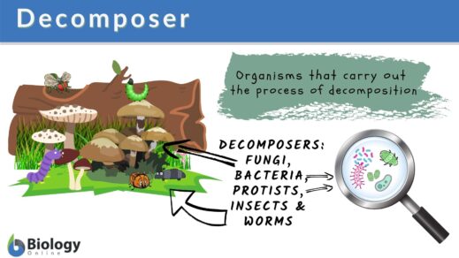 Mettre en évidence que la matière organique des êtres vivants est décomposée après leur mort : analyse de la LITIERE.
