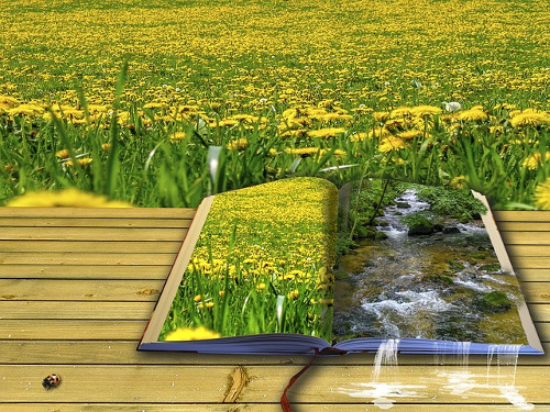 livre ouvert sur champ de fleurs