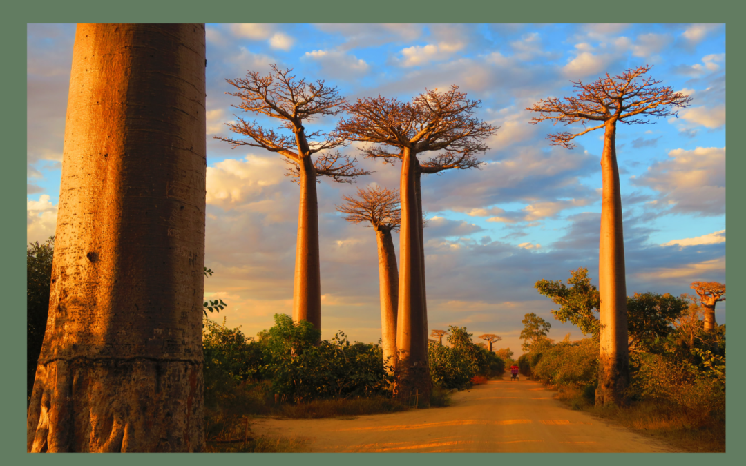 Exposition : Chez les creuseurs de baobabs