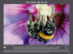 Expo-biodiversité-tout-est-vivant-YAb_Page_13-300x220