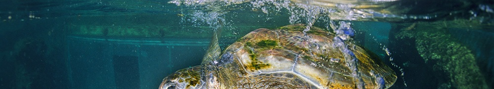 Collège Paul Hermann