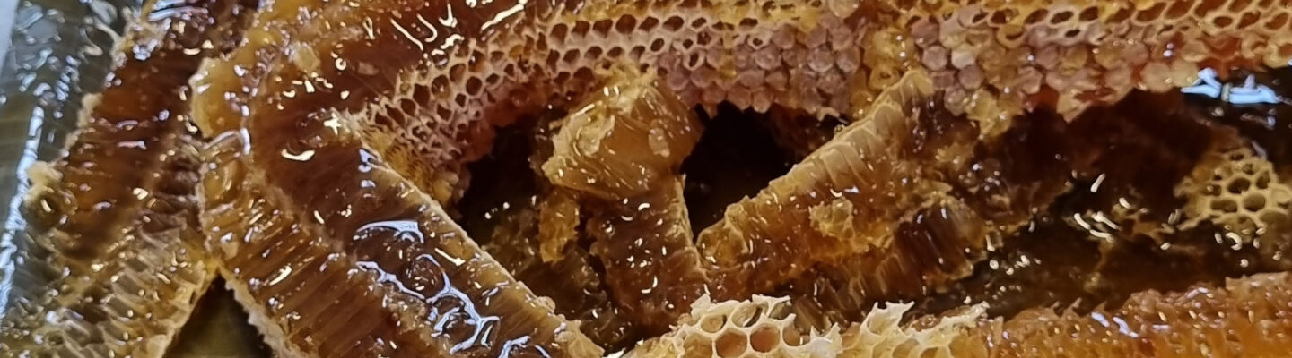 Récolte du miel au rucher du collège