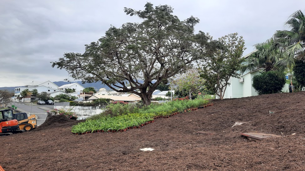 UNE MICRO-FORÊT ENDÉMIQUE AU COLLÈGE PLATEAU GOYAVES