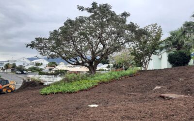 UNE MICRO-FORÊT ENDÉMIQUE AU COLLÈGE PLATEAU GOYAVES