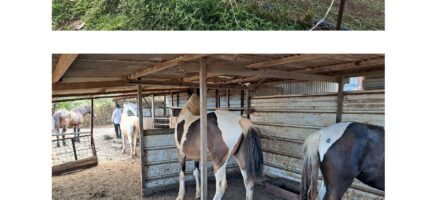Visite à la Ferme pour les SEGPA dans le cadre de leur découverte des métiers