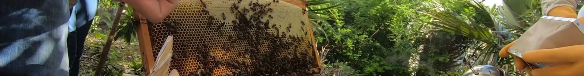 Première ouverture des ruches – Club Apiculture