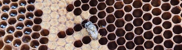 Naissances d’abeilles pour lancer la nouvelle saison du Club Apiculture
