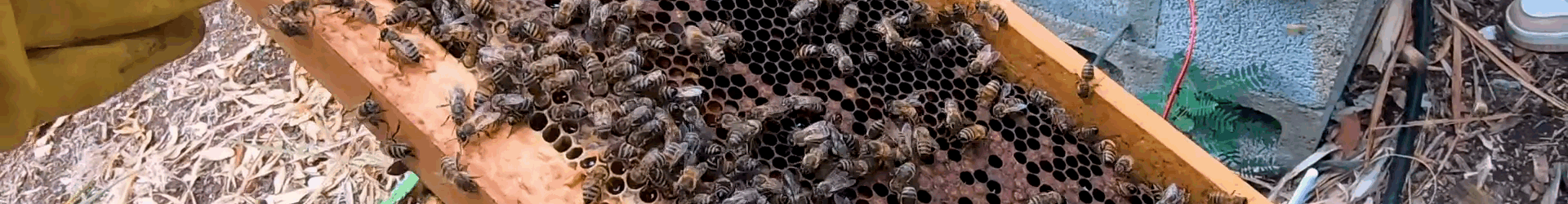 Club Apiculture 2025-2026 – 1ère séance