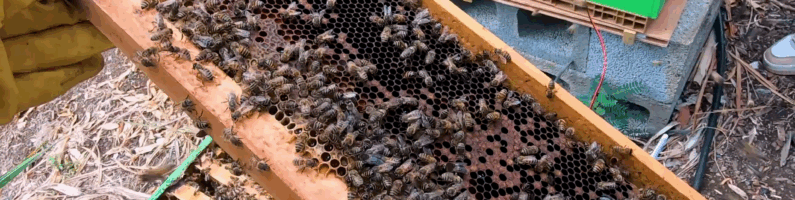 Club Apiculture 2025-2026 – 1ère séance