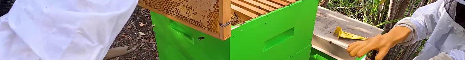 🍯 Deuxième récolte de miel pour le club apiculture !