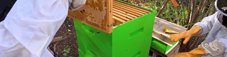 🍯 Deuxième récolte de miel pour le club apiculture !