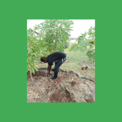 Première récolte de manioc (suite)