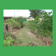 Première récolte de manioc