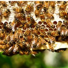 Une ruche à la prochaine rentrée !
