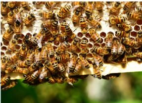 Une ruche à la prochaine rentrée !