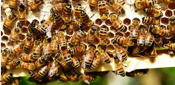 Une ruche à la prochaine rentrée !