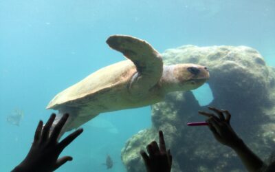 À l’assaut de KELONIA et du CONSERVATOIRE BOTANIQUE : classe TAAF motivée comme jamais!
