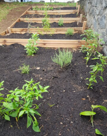 Les éco-délégués de seconde cultivent la biodiversité au lycée