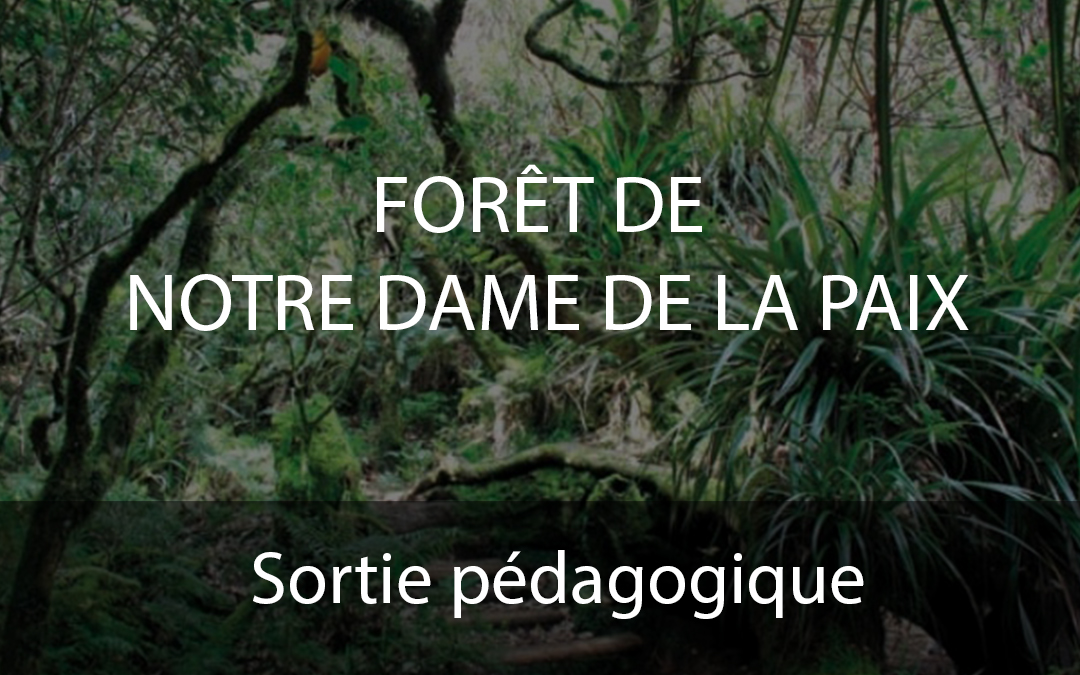 Sortie dans la forêt de Notre Dame de la paix – Octobre 2022