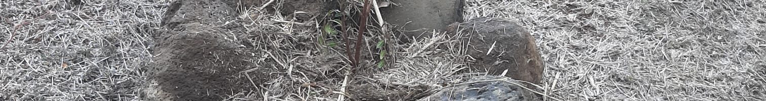 De nouvelles plantations dans notre arboretum!