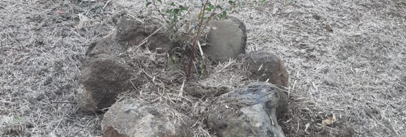 De nouvelles plantations dans notre arboretum!