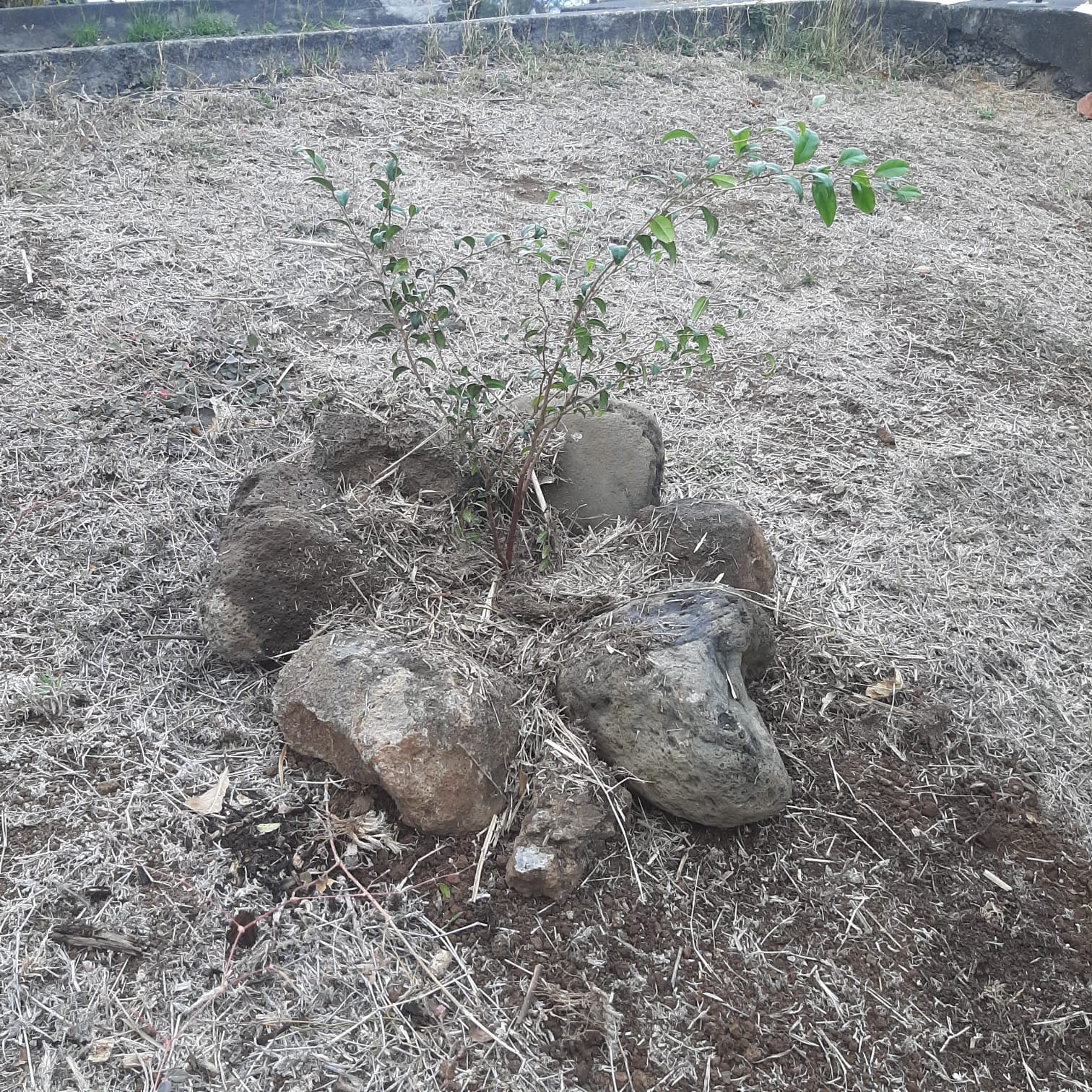 De nouvelles plantations dans notre arboretum!