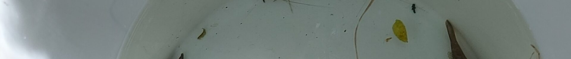 QUELQUES PROJETS EDD DU PREMIER TRIMESTRE