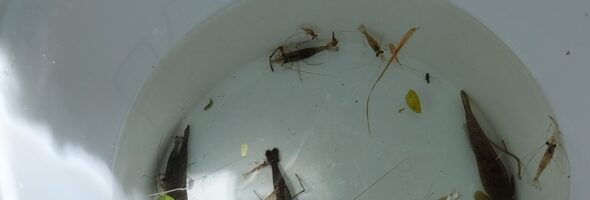 QUELQUES PROJETS EDD DU PREMIER TRIMESTRE