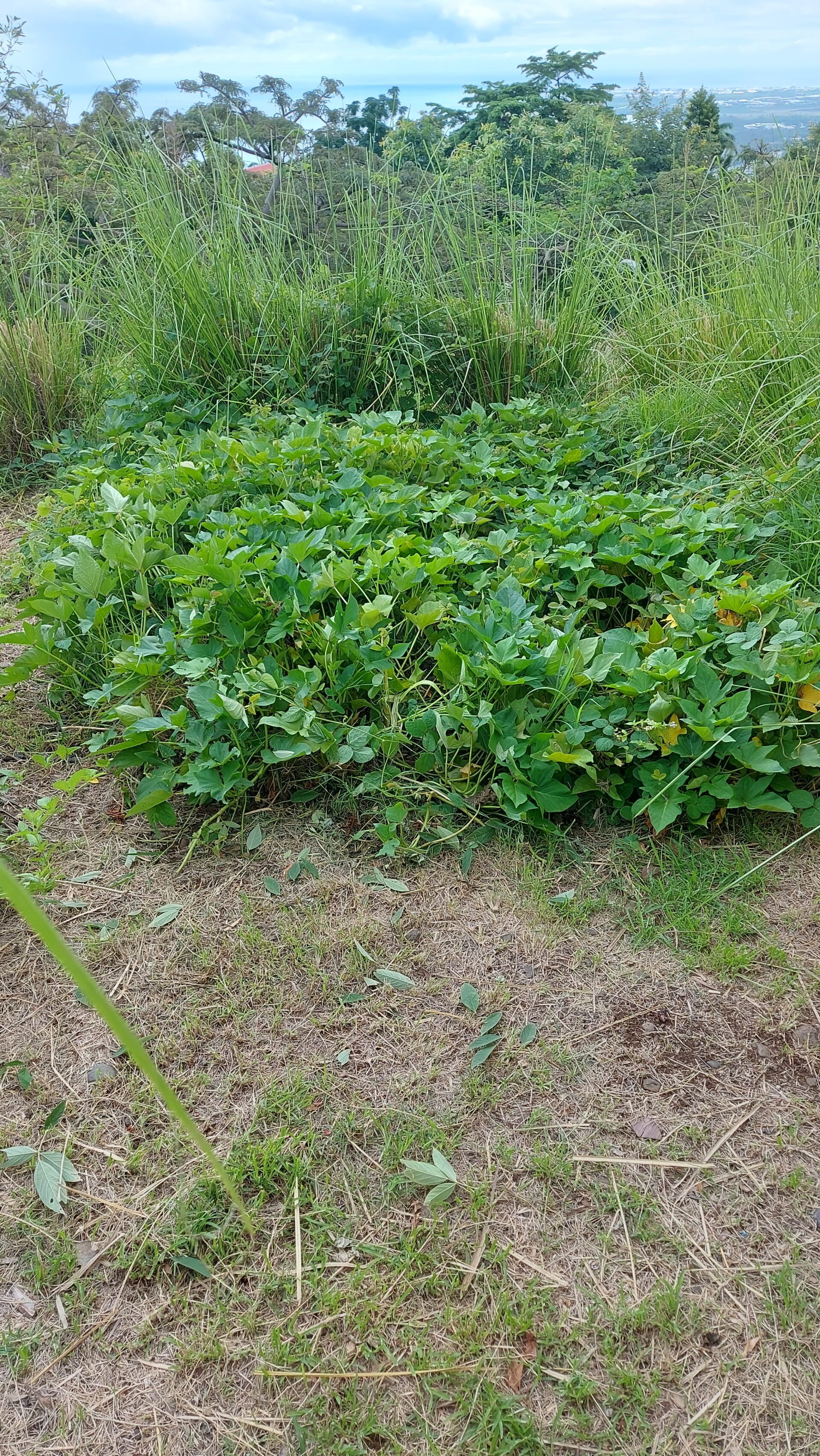 NOTRE PARTERRE DE PATATES DOUCES