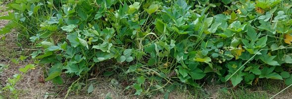 NOTRE PARTERRE DE PATATES DOUCES