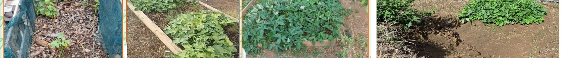 Un concours de plantations de patates douces fédérateur (projet T3D)