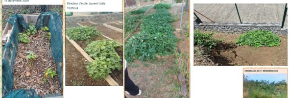 Un concours de plantations de patates douces fédérateur (projet T3D)