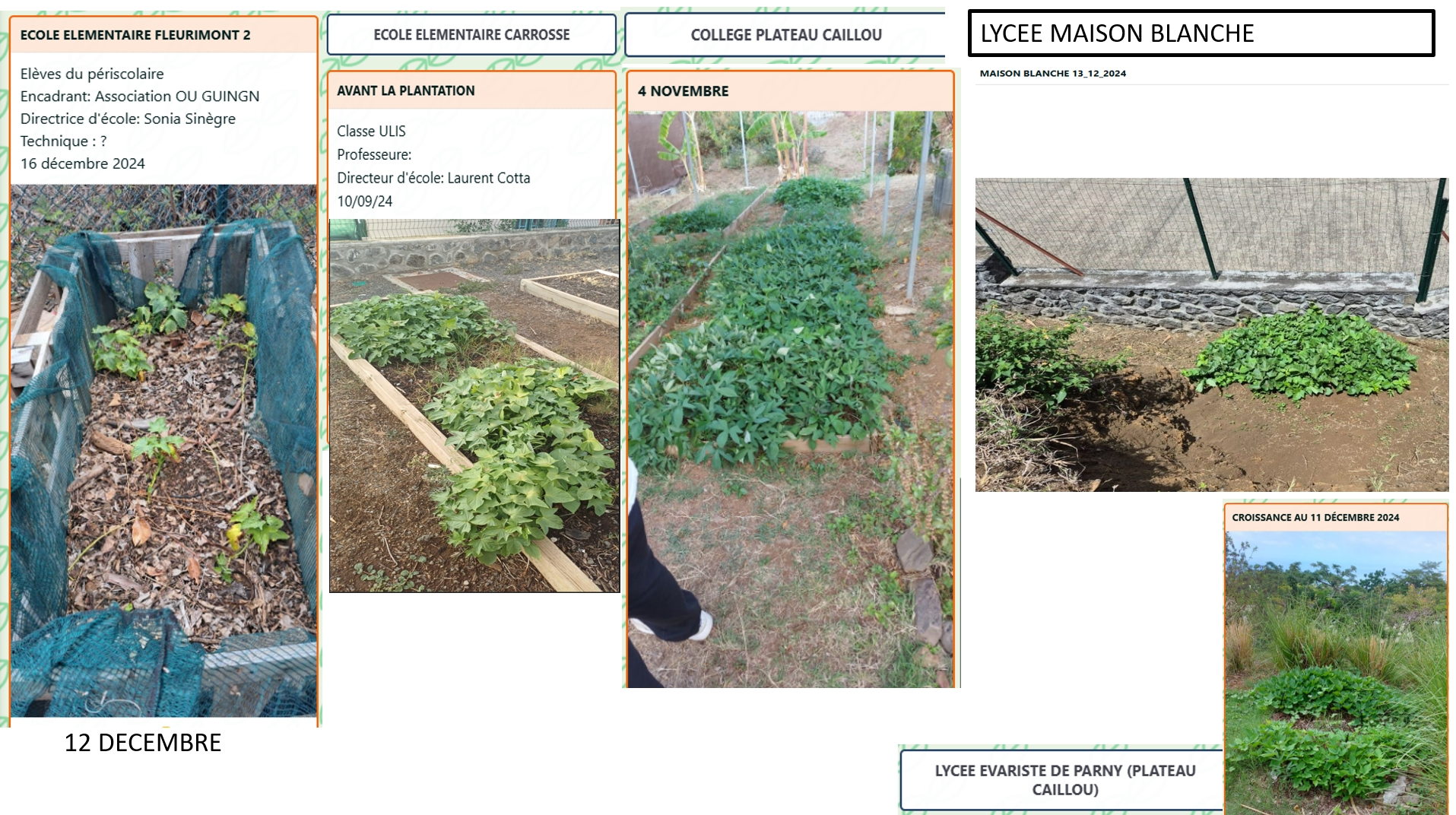 Un concours de plantations de patates douces fédérateur (projet T3D)