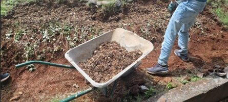 Matinée plantation de boutures de patates douces avec Mme Métanire