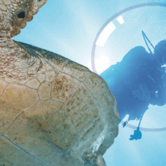 Plongée pour tous au lycée professionnel François de Mahy